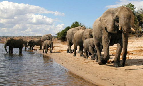 Elephants in Botswana Reserve