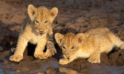 Two lion cubs at a watering hole in Kruger National Park