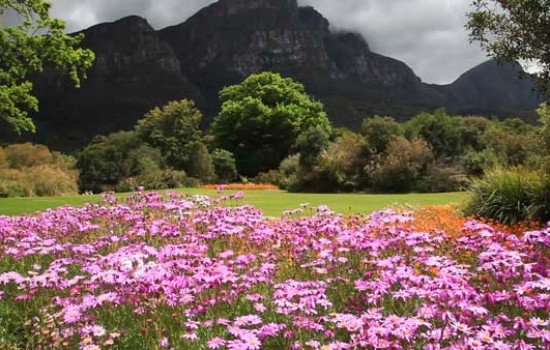 Purple Flowers in Kirstenbosch Gardens